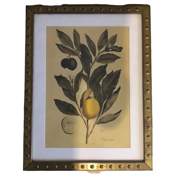 Rare IKEA Botanical Prints set of 4 Brass Frame
